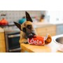 Juguete para Perro PLAY Cola Good Boy