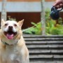 Correa Retrac ABS Perro Mimo M 5 Mt 25kg Gris
