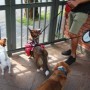 Correa Retráctil Perro Mimo P 3m 8kg Roja