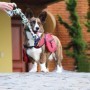 Juguete Para Perro Mimo Cuerda Tirador 45cm