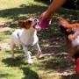 Juguete Perro Mimo Pelota  Goma Porta Alimento