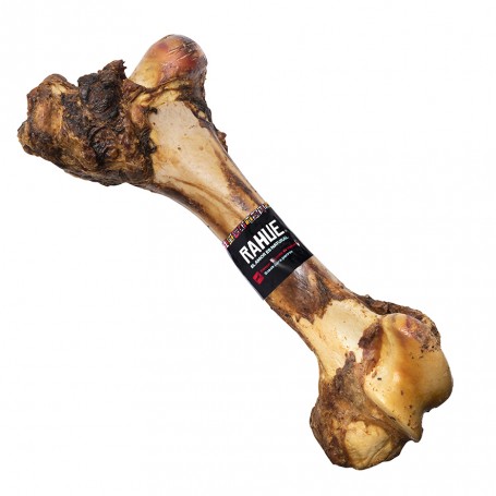 Rahue Fémur Gigante de Vacuno
