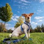DISNEY Arnes Premium Perros M/L Stitch