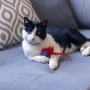 DISNEY Juguete para Gato 2 Piezas Spider Man Avengers