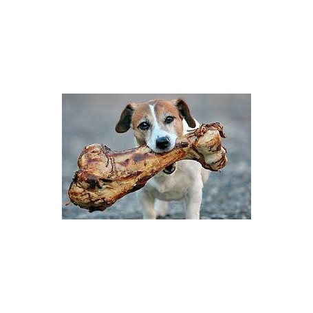 Femur de Vacuno